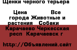 Щенки черного терьера › Цена ­ 35 000 - Все города Животные и растения » Собаки   . Карачаево-Черкесская респ.,Карачаевск г.